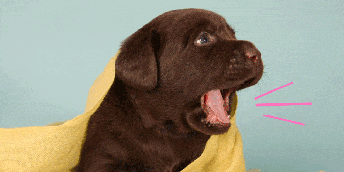 How to Stop a Dog from Barking: 7 Effective Methods