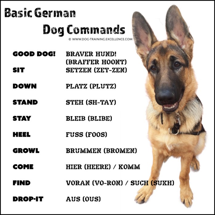 How to Train a Dog: 7 Basic Commands for Beginners