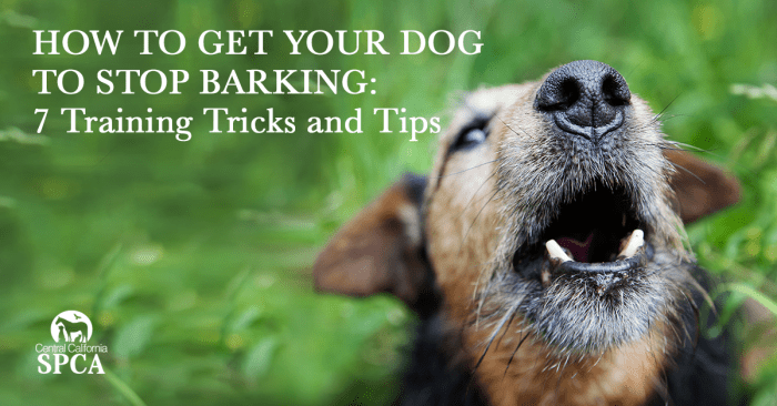 Barking dog stop get tricks training tips bark