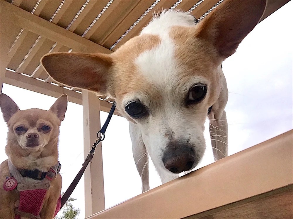 How to Introduce a New Pet: 6 Tips for a Smooth Transition