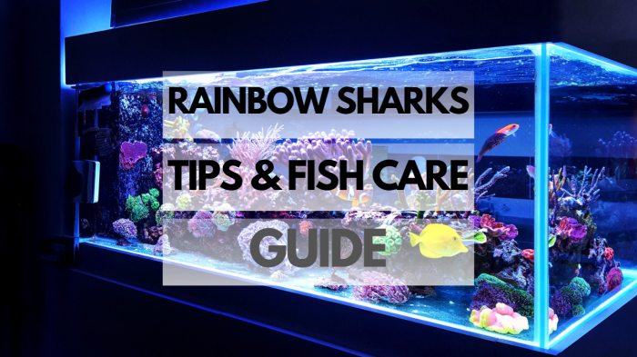 Koi feeding feed healthy