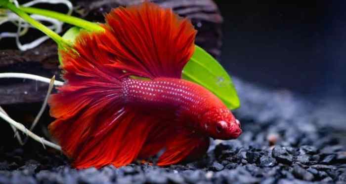 How to Care for Fish: 7 Tips for Keeping Your Fish Healthy