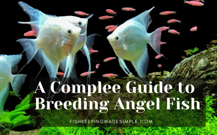 Fish breeding breed tips easy