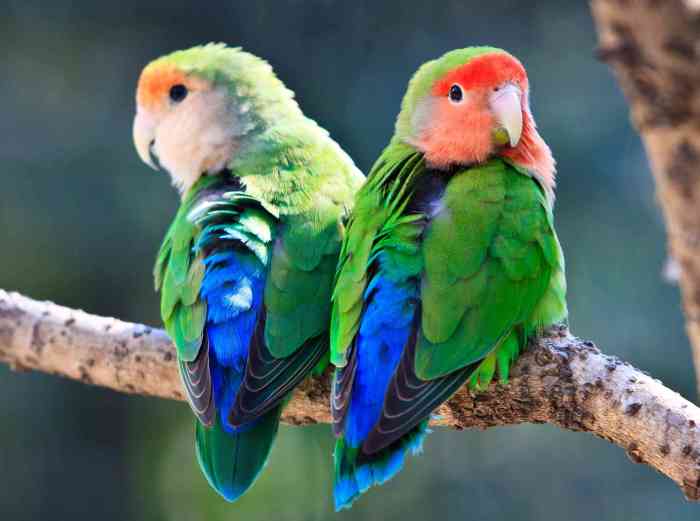 How to Choose the Right Bird: 12 Popular Pet Bird Species