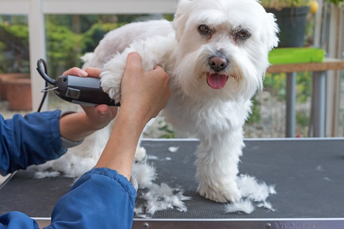 Dog grooming groom clippers mobile hair use white short tips pet steps convenient benefits findabusinessthat now we Dog grooming groom clippers mobile hair use white short tips pet steps convenient benefits findabusinessthat now we