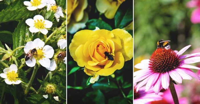 Pollinators attract garden guides growing Pollinators attract garden guides growing