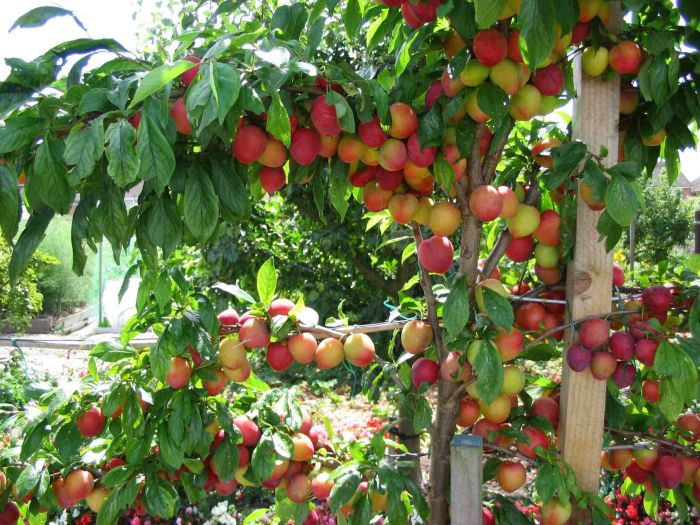 How to Grow Fruit Trees: 15 Popular Fruit Trees for Your Backyard