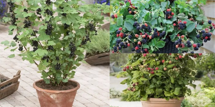 Blackberry blackberries grow plants bush fruit plant growing thespruce care shrub blooming trees perennials garden raspberry article