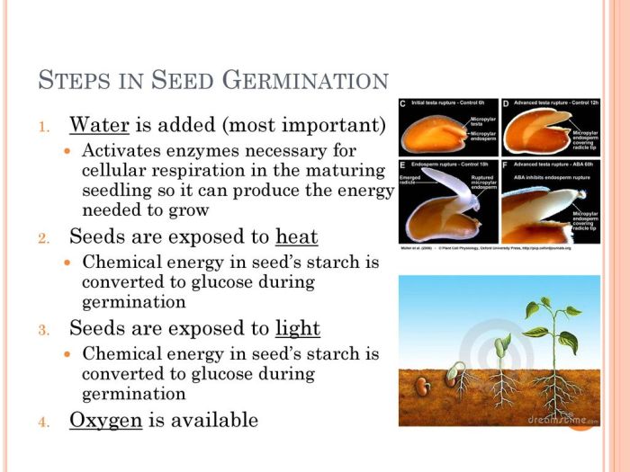 Seed grow growing indoors starts megan emberton Seed grow growing indoors starts megan emberton