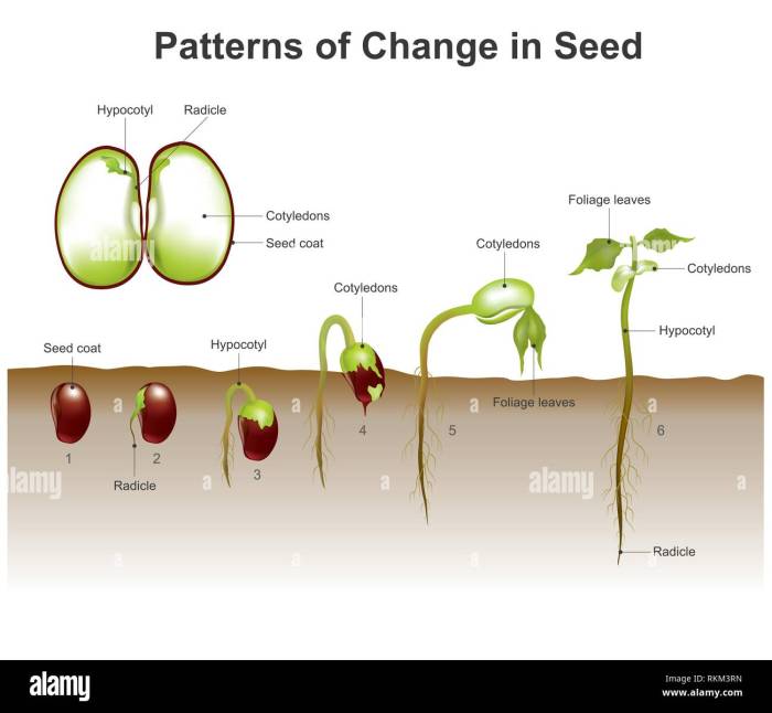 Seeds germinate seed seedling beginners germinated Seeds germinate seed seedling beginners germinated
