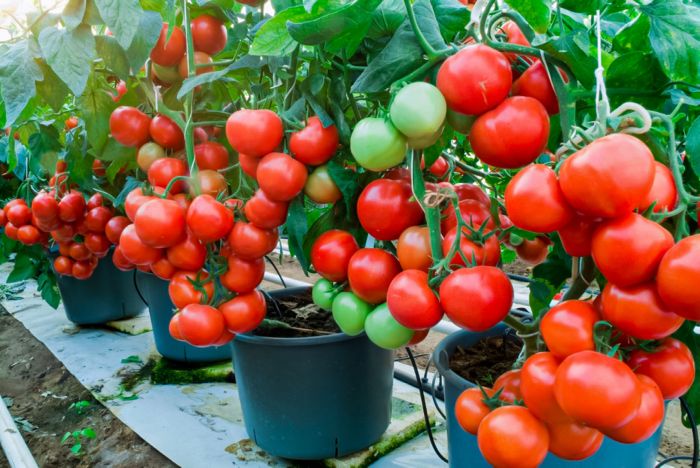 How to Start a Vegetable Garden: 10 Tips for Beginners