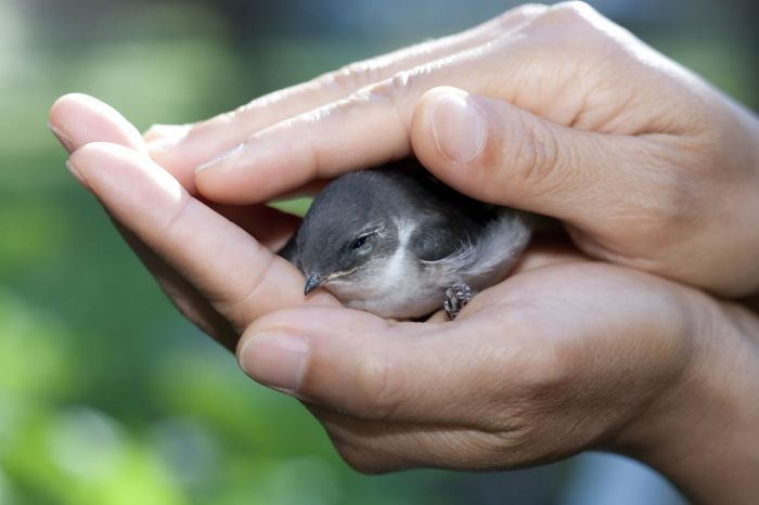 Dove injured baby audubon birds mourning helping rehabilitation center rockies naturalist