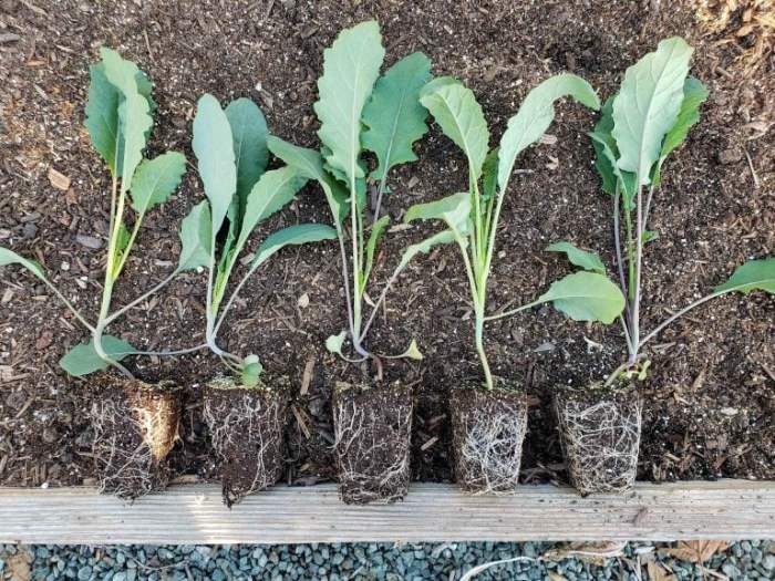 Seedlings potting familyfoodgarden transplant repotting fantastic skill pots